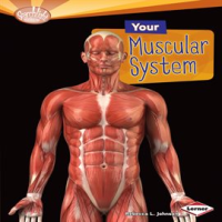 Your_Muscular_System